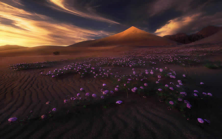 沙漠花丛天空风景高清壁纸图片 1920x1200