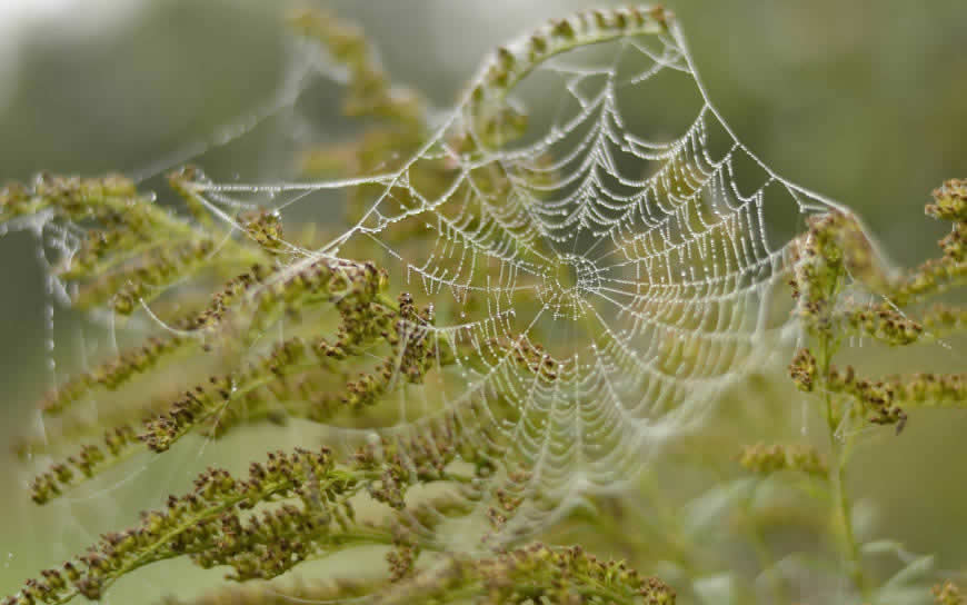 植物叶子上的蜘蛛网高清壁纸图片 2560x1600
