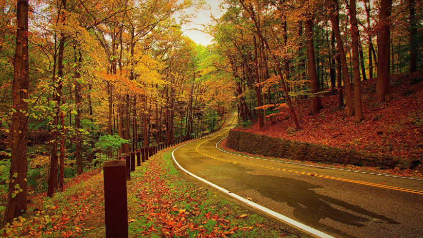 美丽秋天树林道路风景高清壁纸图片 2880x1620