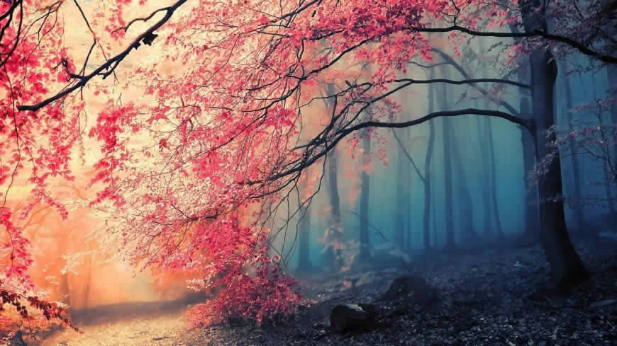 秋天薄雾笼罩的森林高清壁纸图片 2560x1440