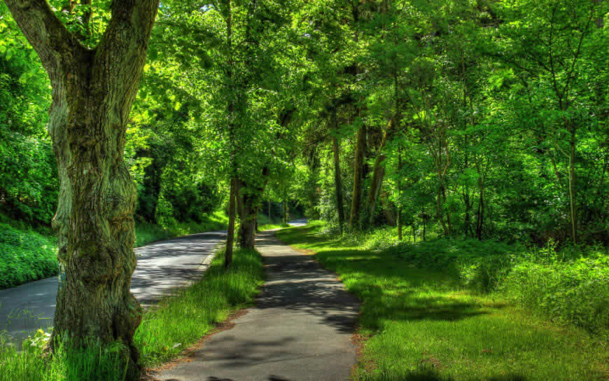 夏天德国韦茨拉尔公园树木风景高清壁纸图片 2880x1800