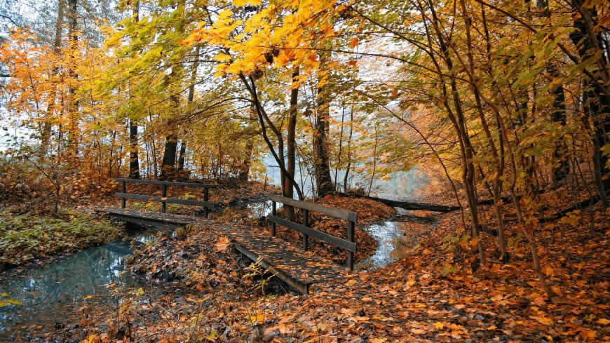 秋天树林里的小桥落叶风景高清壁纸图片 1920x1080