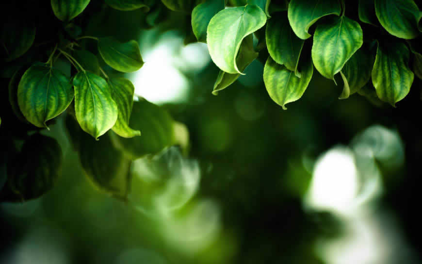 绿色的叶子高清壁纸图片 3840x2400