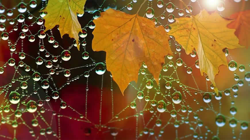 水滴蜘蛛网树叶高清壁纸图片 1920x1080
