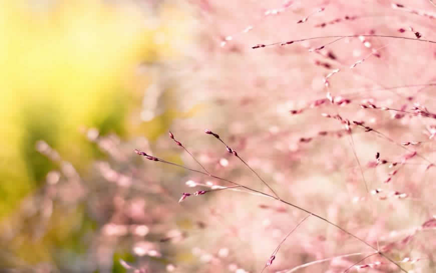 唯美粉色草花高清壁纸图片 2560x1600