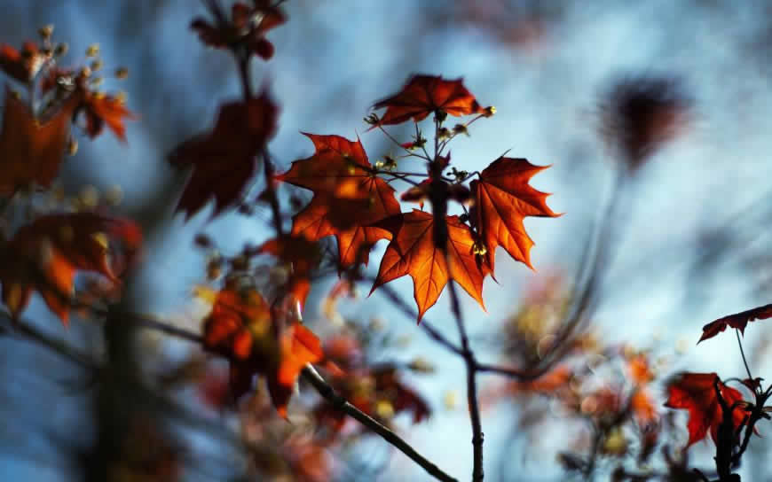 秋天的枫树高清壁纸图片 1920x1200