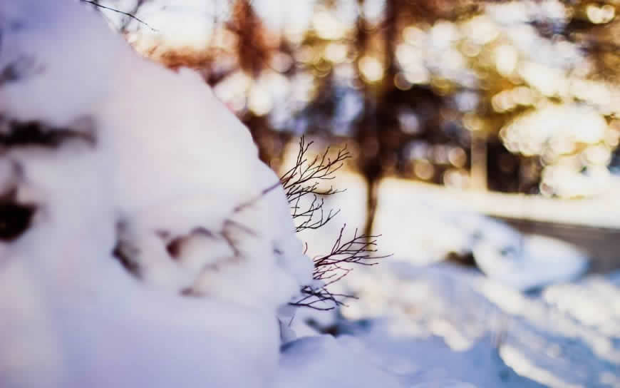 冬天的积雪与树枝高清壁纸图片 1920x1200