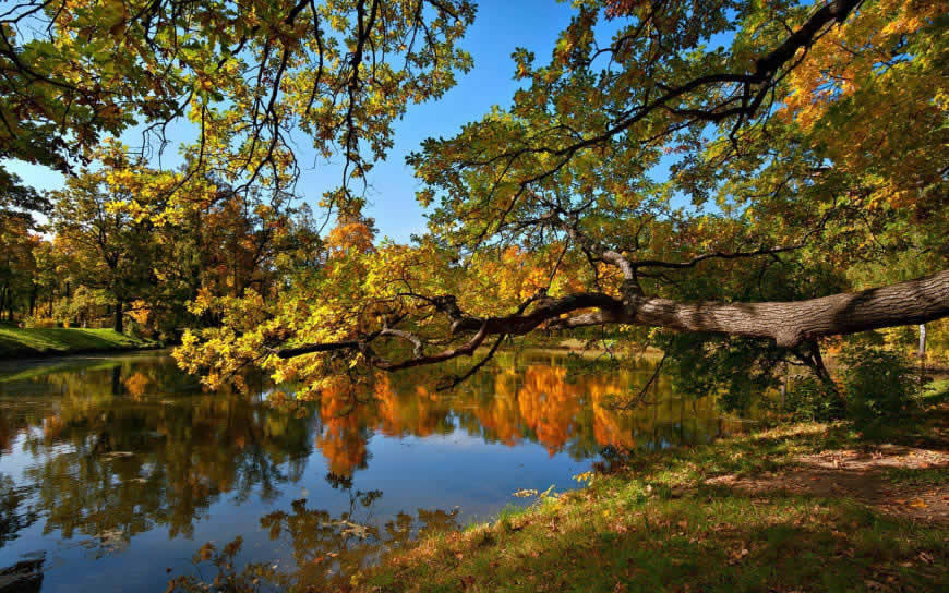 秋天池塘树林风景高清壁纸图片 1680x1050