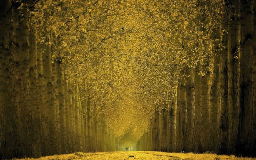 唯美秋天树林落叶风景高清壁纸图片 2560x1600