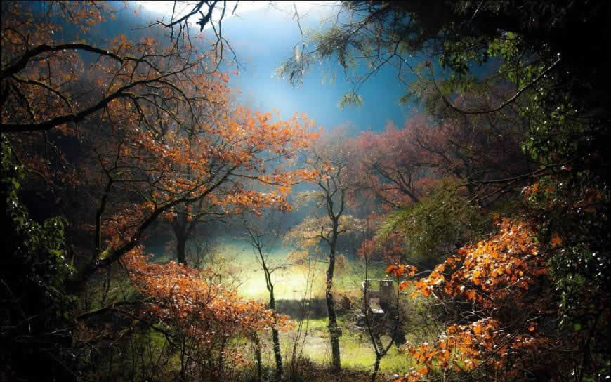 唯美薄雾森林风景高清壁纸图片 1920x1200