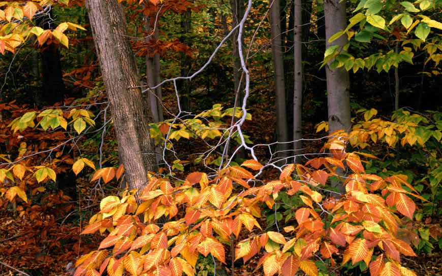 秋天的树林高清壁纸图片 1920x1200