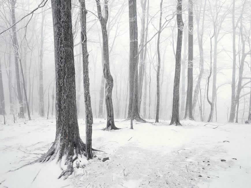 冬天树林雪景高清壁纸图片 1600x1200