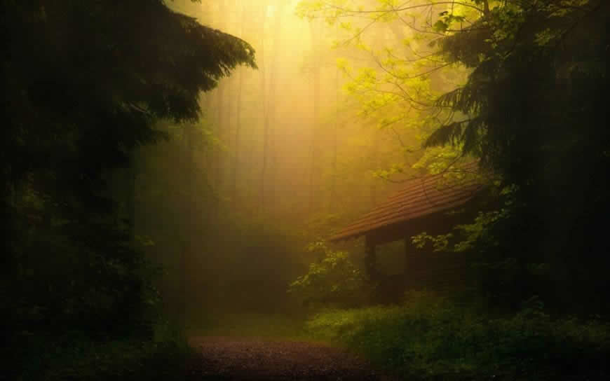 美丽的薄雾森林风景高清壁纸图片 2560x1600