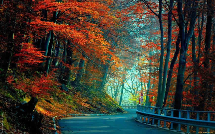 秋天红叶公路风景高清壁纸图片 1920x1200