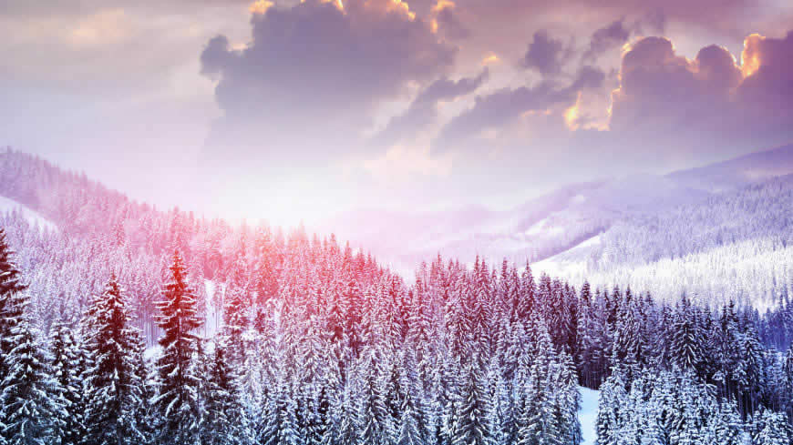唯美冬天的森林雪树风景高清壁纸图片 5120x2880