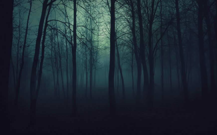 迷雾森林高清壁纸图片 2560x1600