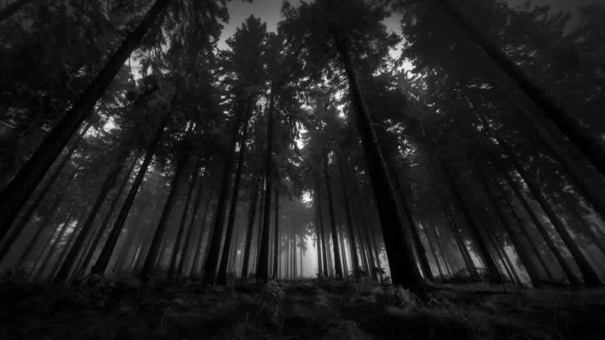 黑白 森林风景高清壁纸图片 2560x1440