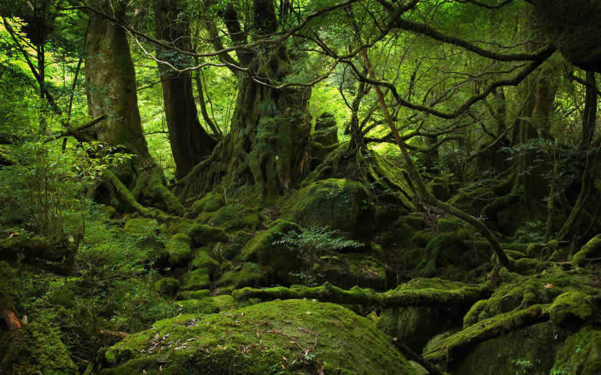 茂密的原始森林高清壁纸图片 1680x1050