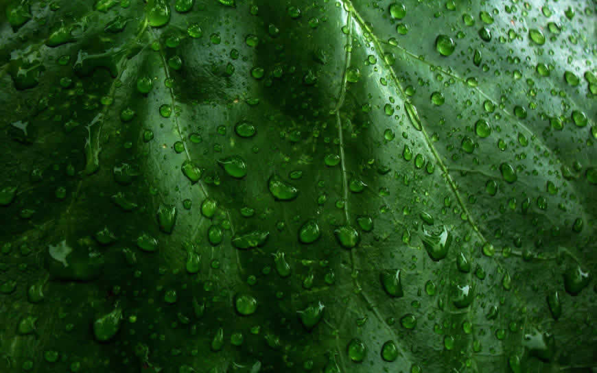 夏季清凉护眼绿色树叶水滴高清壁纸图片 1920x1200
