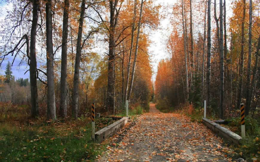 唯美秋天树林和落叶风景高清壁纸图片 1920x1200