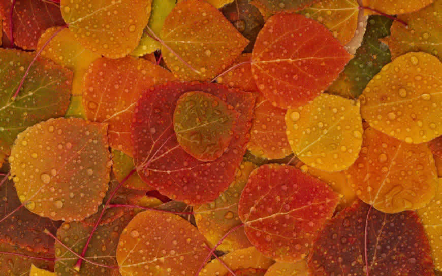 秋天雨滴下的落叶高清壁纸图片 2560x1600