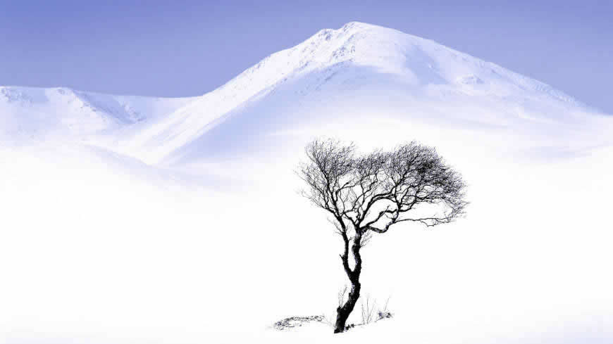 孤独的风景 雪山 树高清壁纸图片 1920x1080