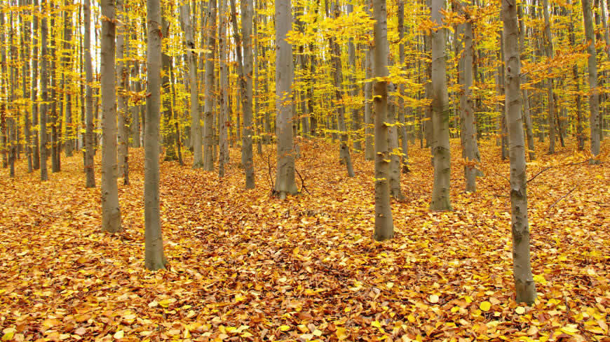 秋天的树林高清壁纸图片 1920x1080