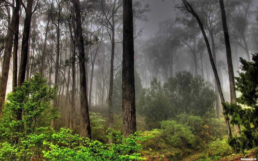 森林里的薄雾高清壁纸图片 1920x1200