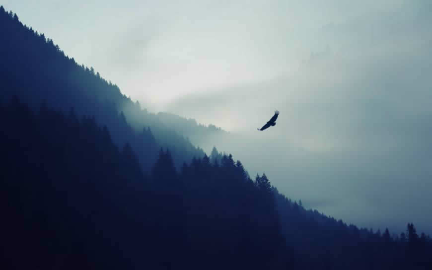 森林上空的飞鸟高清壁纸图片 3840x2400