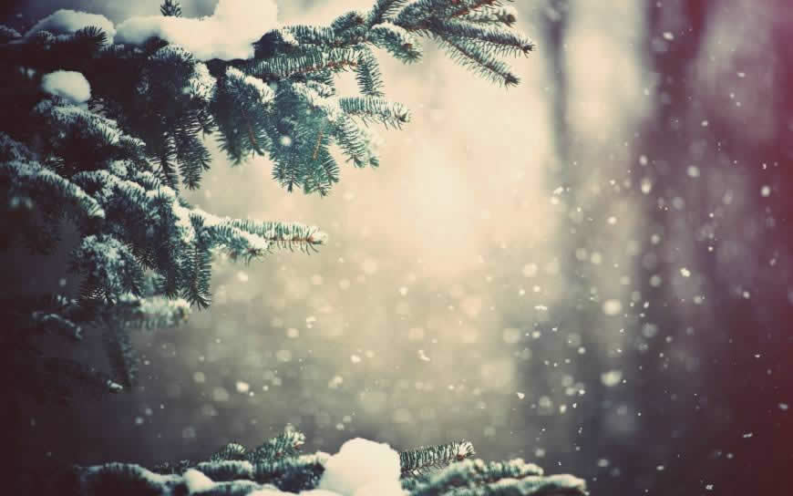 雪中的树木高清壁纸图片 1920x1200