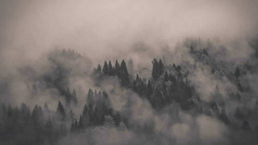 迷雾森林高清壁纸图片 1920x1080