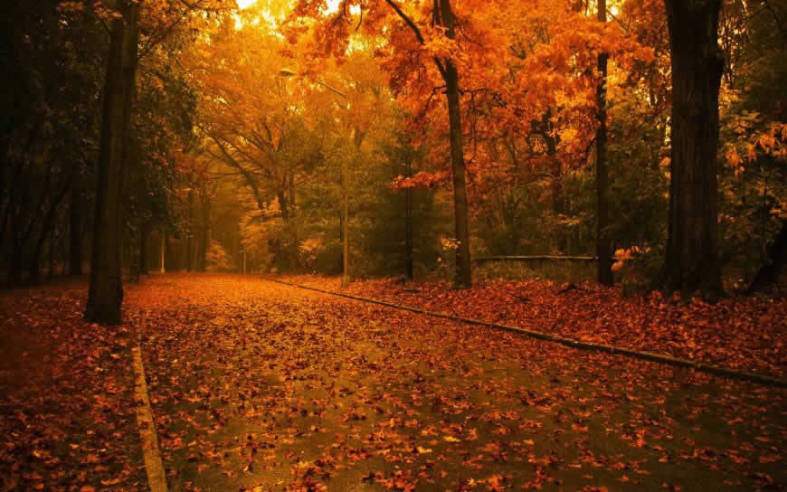 秋天树林风景高清壁纸图片 1920x1200