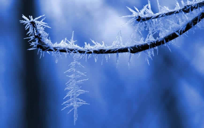 树枝上的冰挂高清壁纸图片 2560x1600