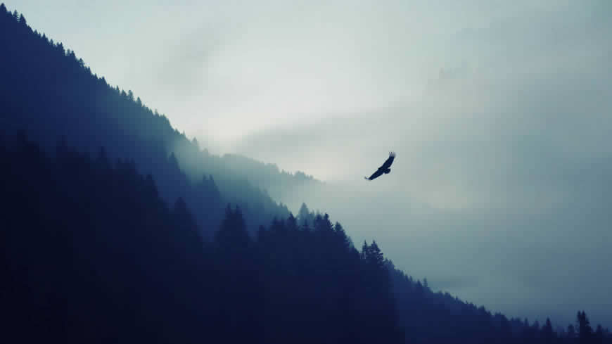 森林上空飞翔的老鹰高清壁纸图片 1920x1080