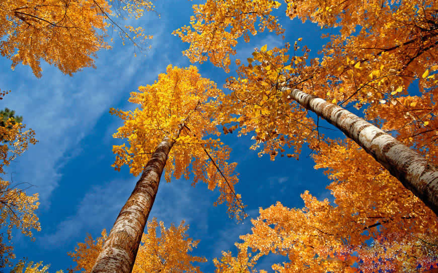 秋天的树木高清壁纸图片 1920x1200