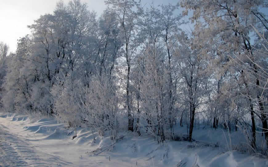 冬天雪景高清壁纸图片 2560x1600