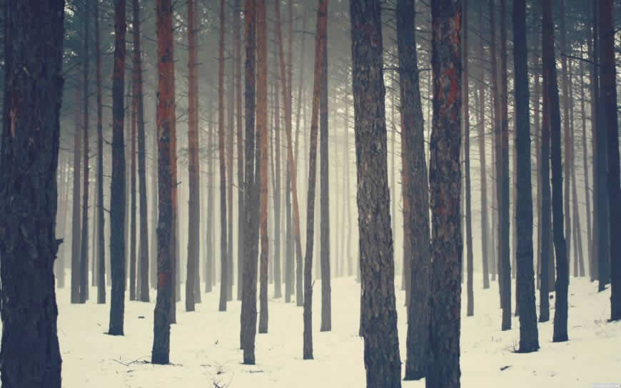 冬天的森林高清壁纸图片 2560x1600