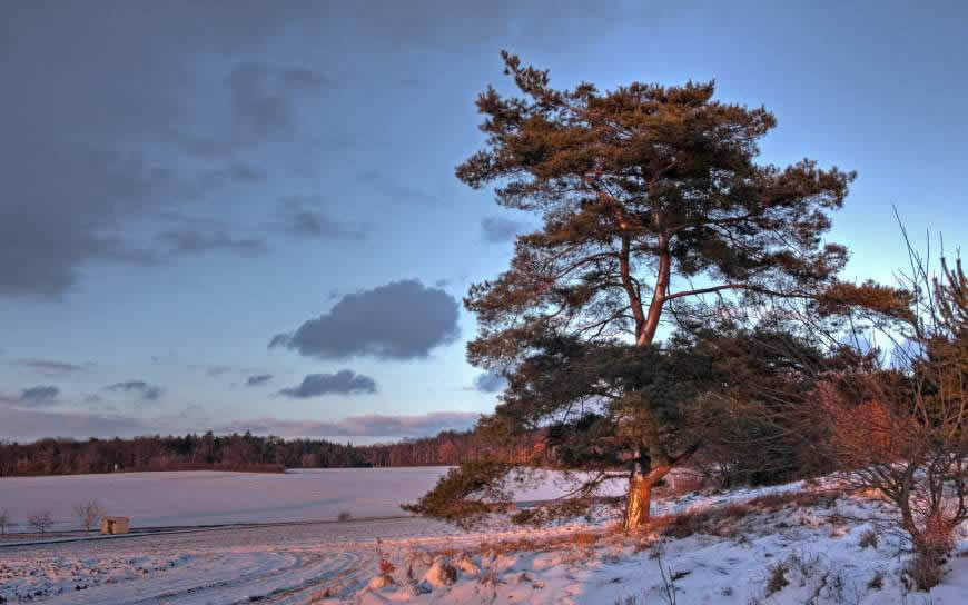 冬天雪景高清壁纸图片 2560x1600