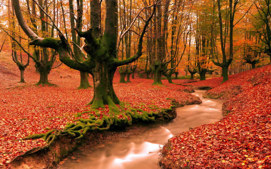 秋天红叶落叶高清壁纸图片 2560x1600