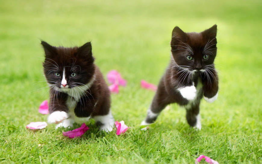 草地上的两只黑色小猫高清壁纸图片 1920x1200