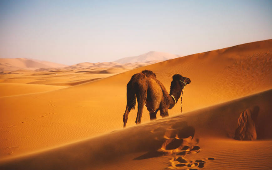 沙漠 骆驼高清壁纸图片 2560x1600