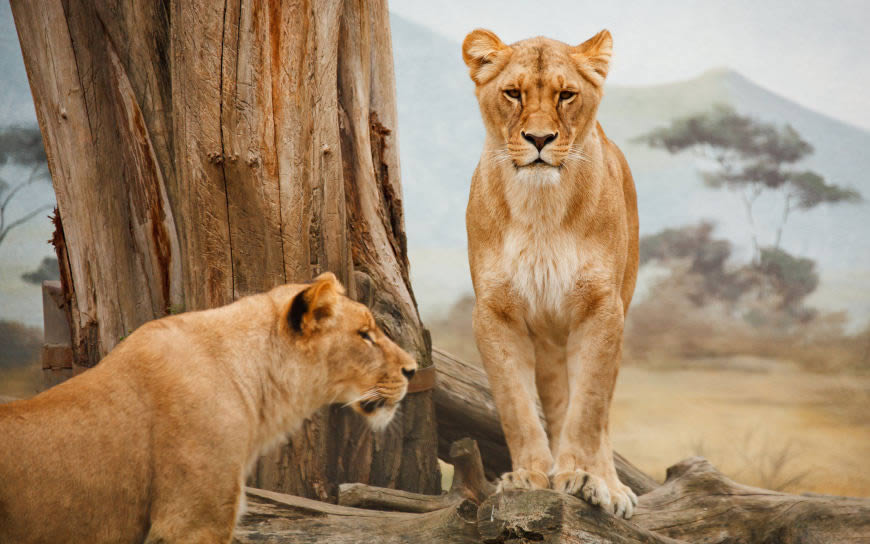 两只狮子高清壁纸图片 3840x2400