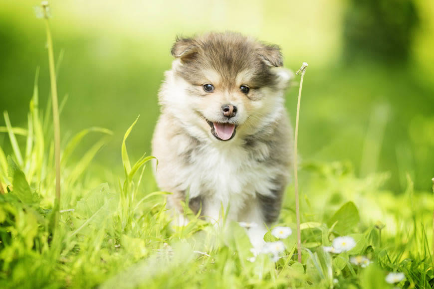 芬兰拉普猎犬高清壁纸图片 3000x2000
