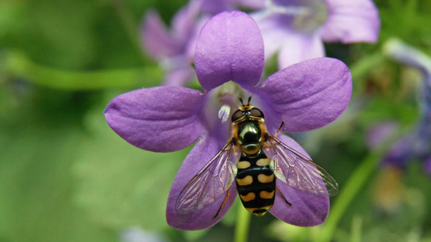 紫色花朵上的蜜蜂高清壁纸图片 3840x2160