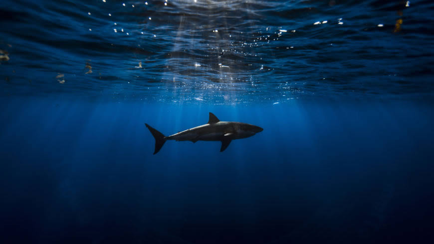 深海鲨鱼高清壁纸图片 5120x2880