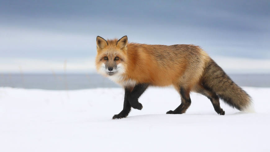 雪地上的狐狸高清壁纸图片 2560x1440