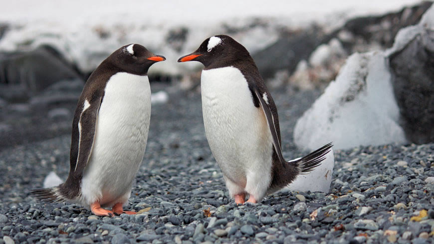 两只企鹅高清壁纸图片 3840x2160