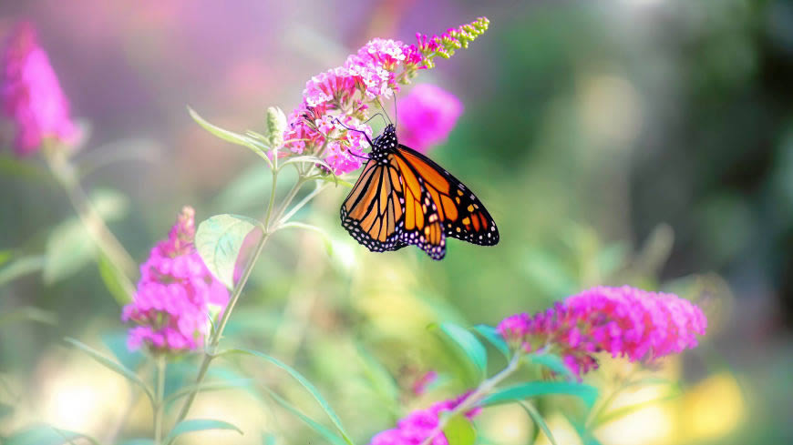 花卉上的斑蝶高清壁纸图片 3840x2160