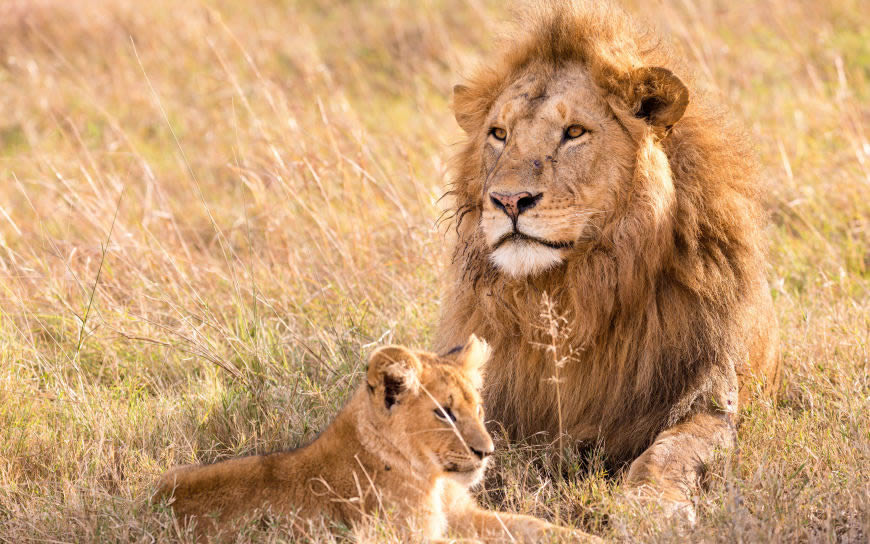 草原上的雄狮和小狮子高清壁纸图片 3840x2400