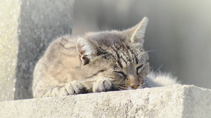 睡觉的猫咪高清壁纸图片 2560x1440